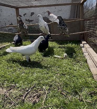 Göyərçinlər: Goyercinler satilir — 4