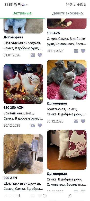 Pişiklər: Britan — 13