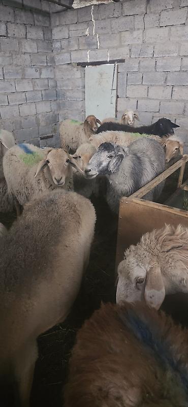 купить барана: Продаю | Овца (самка) | На забой, Для разведения — 3