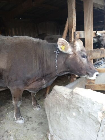 быки кант: Продаю | Корова (самка) | Швицкая | Для молока | Искусственник