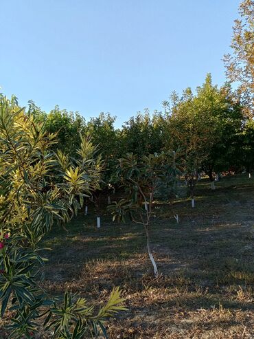 Bağ evlərinin satışı: Satılır: bağ sahəsi və yaşayış evi - Tikinti: qala-daşı divarlar — 3