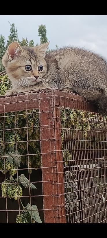 отдам в добрые руки кошку: Скотиш Страйт (Шотландская прямоухая), 2 месяца, Мальчик, Золотая шиншилла, Приучена к лотку, Проглистована — 2