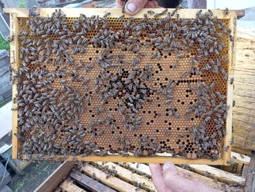 продажа пчел: Продаю пчел карника дадан рут на 4х рамках 3 расплодных 1кроющая