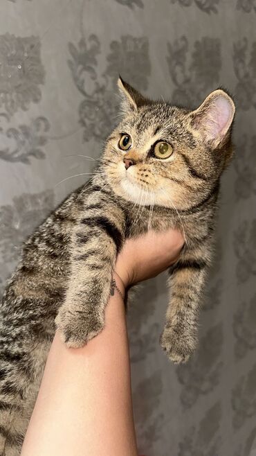 Pişiklər: Britan yastı qulaq, Erkək, Dişi, Yaxşı əllərə, Ünvandan götürmə, Pulsuz çatdırılma, Ödənişli çatdırılma — 53