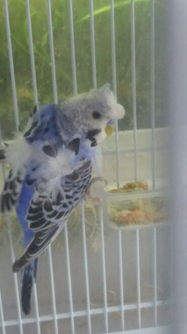 Tutuquşları: Yaponiclər cüt 50-60-70 azn — 9