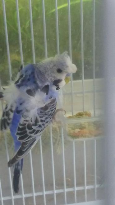 Tutuquşları: Yaponiclər cütü 50-60-70 azn
Bala verəndə var kəvən quşlarda — 16