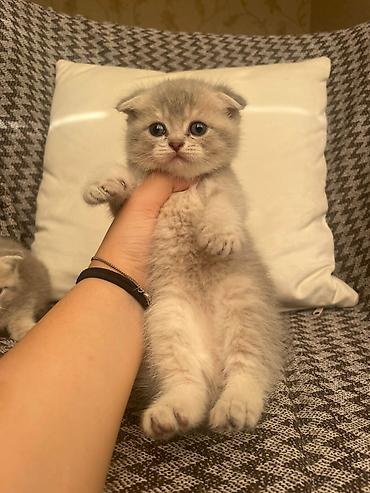 Кошки: Шотландская вислоухая — 4