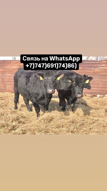 Коровы, быки: Бычки телята тёлучки +7)747)691)74)86) вотсап Бычки телята тёлки