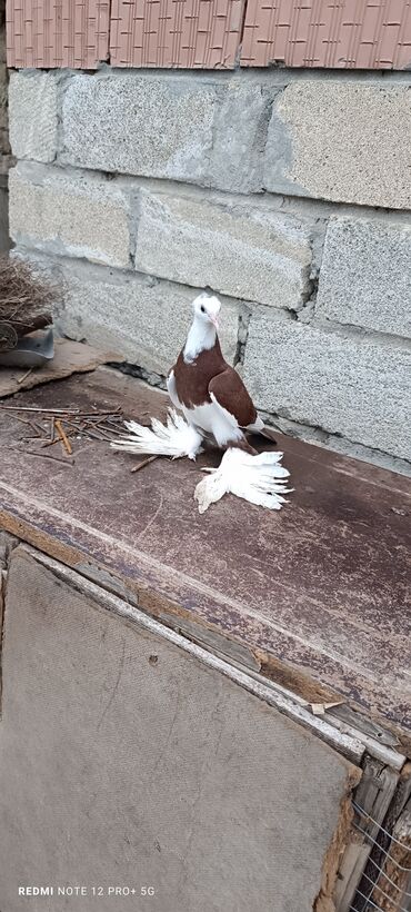 cins ineklerin qiymeti: Maya quşdu lalafo.az -da cins ineklerin qiymeti: Maya quşdu