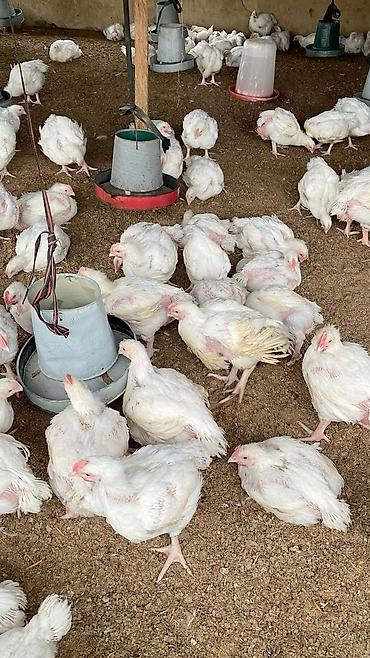 курица тушка цена за кг: 🐔 ПРОДАЮ КУР-БРОЙЛЕРОВ — СВЕЖИЕ, ОТКОРМЛЕННЫЕ Продаются домашние — 1