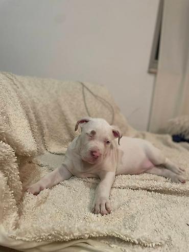 Psi: American bully štenci – vrhunski kvalitet Na prodaju tri prelepe ženke — 9