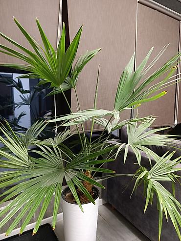 Фикусы: Продаются цветы, разные виды, сорта, большие и маленькие домашние и — 9