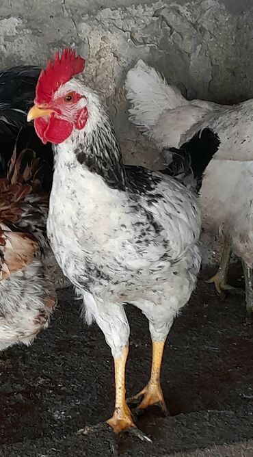 Xoruzlar: Xoruz, il: <1 — 4