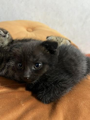 шотланский кошка: Шотландские вислоухие котята. Милые котята с характерными прижатыми — 2