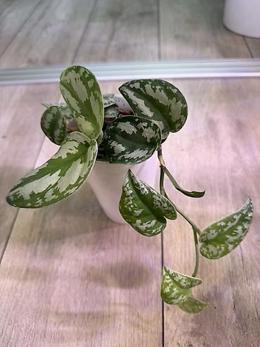 Эпипремнумы и сциндапсусы: Сциндапсус (Epipremnum/Scindapsus) вариегатный в горшке. Особенности — 14