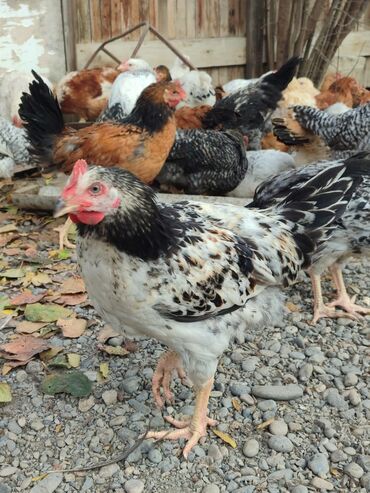 Toyuqlar: Tam ev şəraitində bəslənmiş rəngli kənd beçələridir.çəkiləri 1 -da lalafo.az — 4 Toyuqlar: Tam ev şəraitində bəslənmiş rəngli kənd beçələridir.çəkiləri 1 — 4