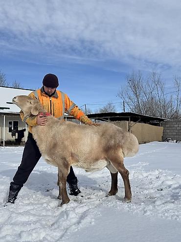 Баран, овца: Продаю | Баран (самец) | Арашан | Для разведения | Осеменитель — 5