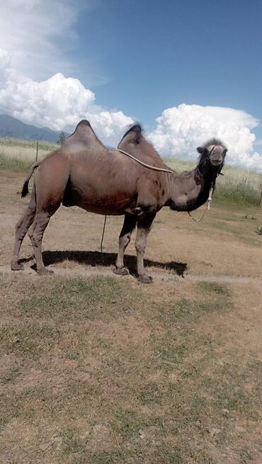 продаю индюка: Продаю верблюда, самец 8 лет, родом из Казахстана