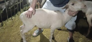 Бараны, овцы: Продаю | Овца (самка), Ягненок, Баран (самец) | Гиссарская, Полукровка, Меринос | На забой, Для разведения, Для шерсти | Племенные, Котные, Кастрированные — 5