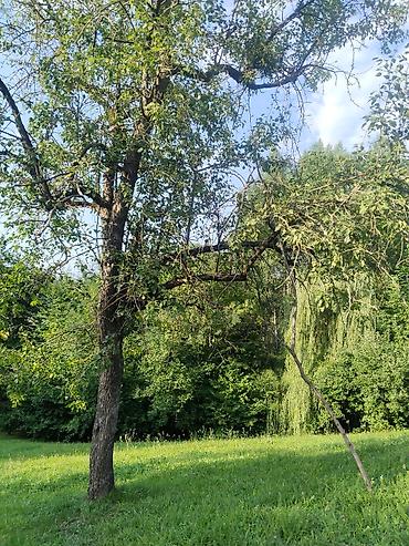 Torpaq sahələrinin satışı: 92 sot, Biznes üçün, Mülkiyyətçi, Kupça (Çıxarış), Bələdiyyə, Müqavilə — 12