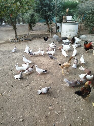 Göyərçinlər: Məhsul: Ev quşları üçün müxtəlif cins və rəngdə göyərçin sürüsü kom200 — 10