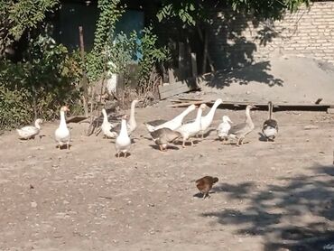 сколько стоит бельгийская овчарка: Продаю гусей