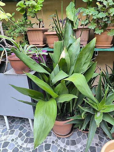 ciledagi bitkisi: Otaq bitkisi – Aspidistra (Cast Iron Plant) - Növ: Aspidistra — 1