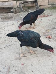 Xoruzlar: Cins: Uzunboyun yerli döyüş tipli toyuq-quş (xanxır/mix) Təsvir: - — 13