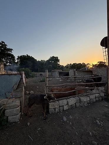 Torpaq sahələrinin satışı: Kənd təsərrüfatı, Mülkiyyətçi -da lalafo.az — 11 Torpaq sahələrinin satışı: Kənd təsərrüfatı, Mülkiyyətçi — 11