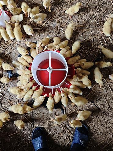 Ördəklər: Məhsul: Ördək balaları (cücələr) Təsvir: - Şəkillərdə böyük sayda — 2