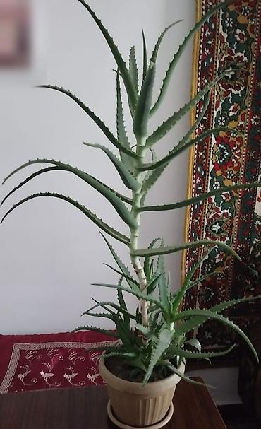 Алоэ: Алой 5 лет — 1