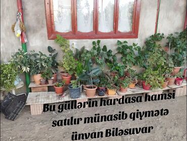 demir dam ortuklerinin qiymeti: Dipçək gülləri satılır ucuz qiymətə.Unvan Biləsuvar