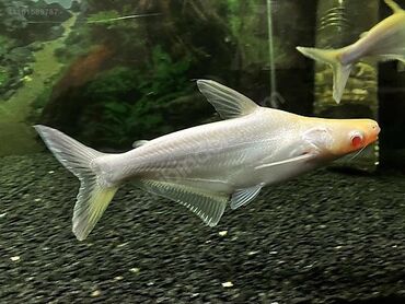 Akvariumlar: Albino Pangasius köpəkbalığı. Digər balıqlara qarşı aqressiv deyil