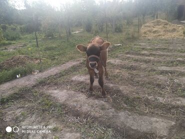 продажа сабак: Еркек музоо сатылат
4 айлык