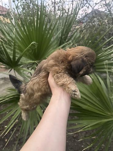heyvan bazarı: Pekines, 2 ay — 5