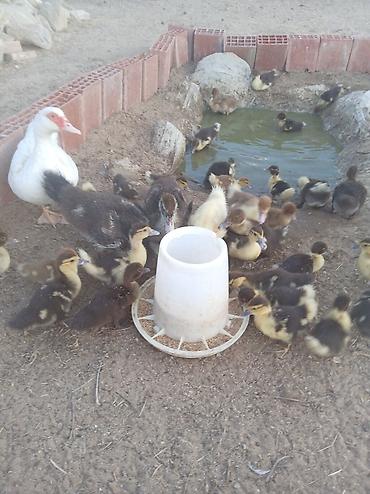 ördək balası və cücə: Muscovy ördəkləri – bala ördəklər - Cins: Muscovy (Hind ördəyi) - — 6