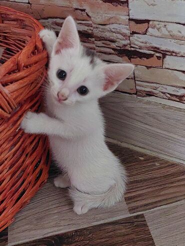 Pişiklər: Siam, Dişi, Yaxşı əllərə, Ünvandan götürmə -da lalafo.az — 8 Pişiklər: Siam, Dişi, Yaxşı əllərə, Ünvandan götürmə — 8