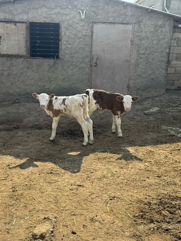 Коровы, быки: Fermer təsərrüfatları üçün uyğun olan bu buzovlar, sağlam böyümə və