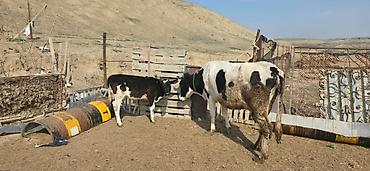 Inəklər, öküzlər: Satılır: inək və buzovlar salam hər vaxtı xeyir olsun bu şəkildə — 9