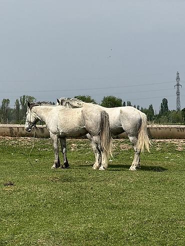 Лошади, кони: Продаю | Кобыла (самка) | Рабочий — 5