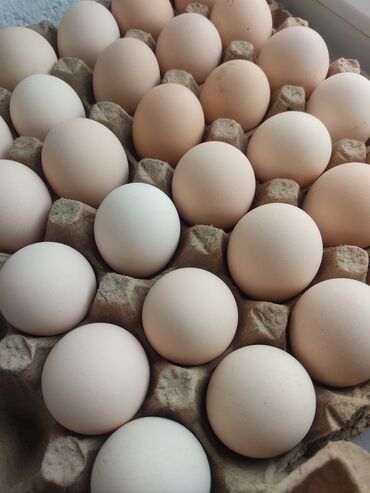 купить яйцо бройлера инкубационное: Продаю инкубационное яйцо Хайлайн Соня