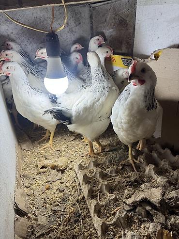 Птицы: Продаю цыплят — 5