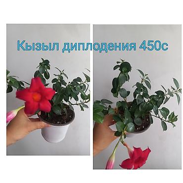 Клён: Саженцы — 6
