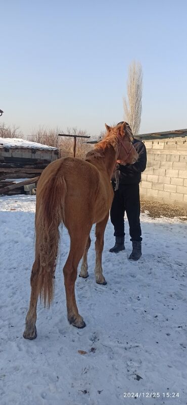 белый лошадь: 1.5 жаш байтадар сатылат