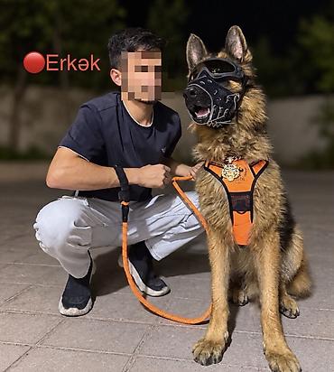 it üçün kemer: Alman çoban iti, 1 il, Erkək, Peyvəndli, Ünvandan götürmə, Pulsuz çatdırılma, Ödənişli çatdırılma — 6