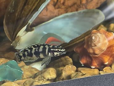 Balıqlar: Tanqanika baliklari hamsi birlikdə satlir 16 dənə Yekədirler -da lalafo.az — 3 Balıqlar: Tanqanika baliklari hamsi birlikdə satlir 16 dənə Yekədirler — 3