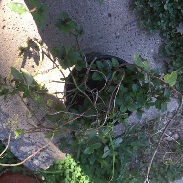 Ostale kućne biljke: Razno ne mrzne na lalafo.rs — 8 Ostale kućne biljke: Razno ne mrzne — 8