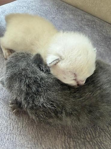 sinsila pişik: Təmiz qan Scottish Fold və Blue point Şinşila balalar, 7 mart — 10