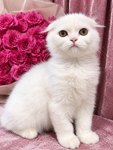 Продажа кошек: Скотиш Фолд (Шотландская вислоухая), 2 месяца, Девочка, Белый, Приучена к лотку — 10