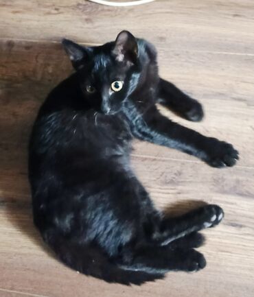 Pişiklər: Britan, Erkək, Yaxşı əllərə, Ödənişli çatdırılma — 8